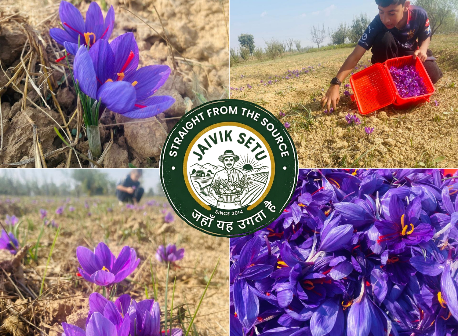 Premium Kashmiri Saffron
