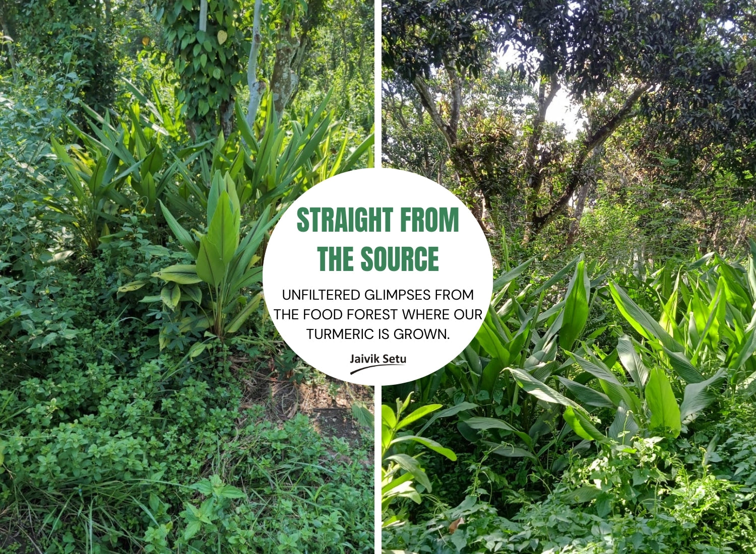 Black Turmeric Powder