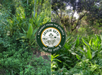 Black Turmeric Powder