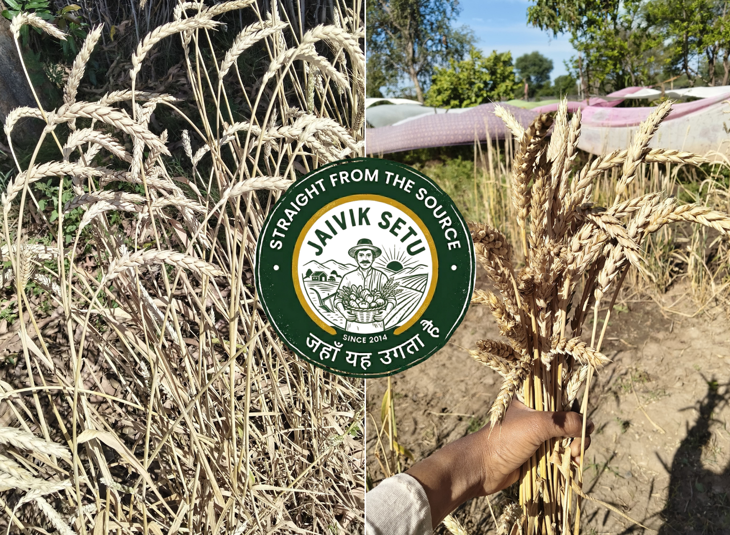 Bansi Wheat Atta