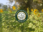 Sunflower Seeds