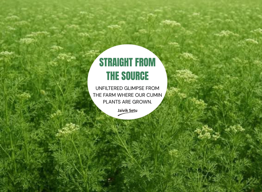 Cumin
