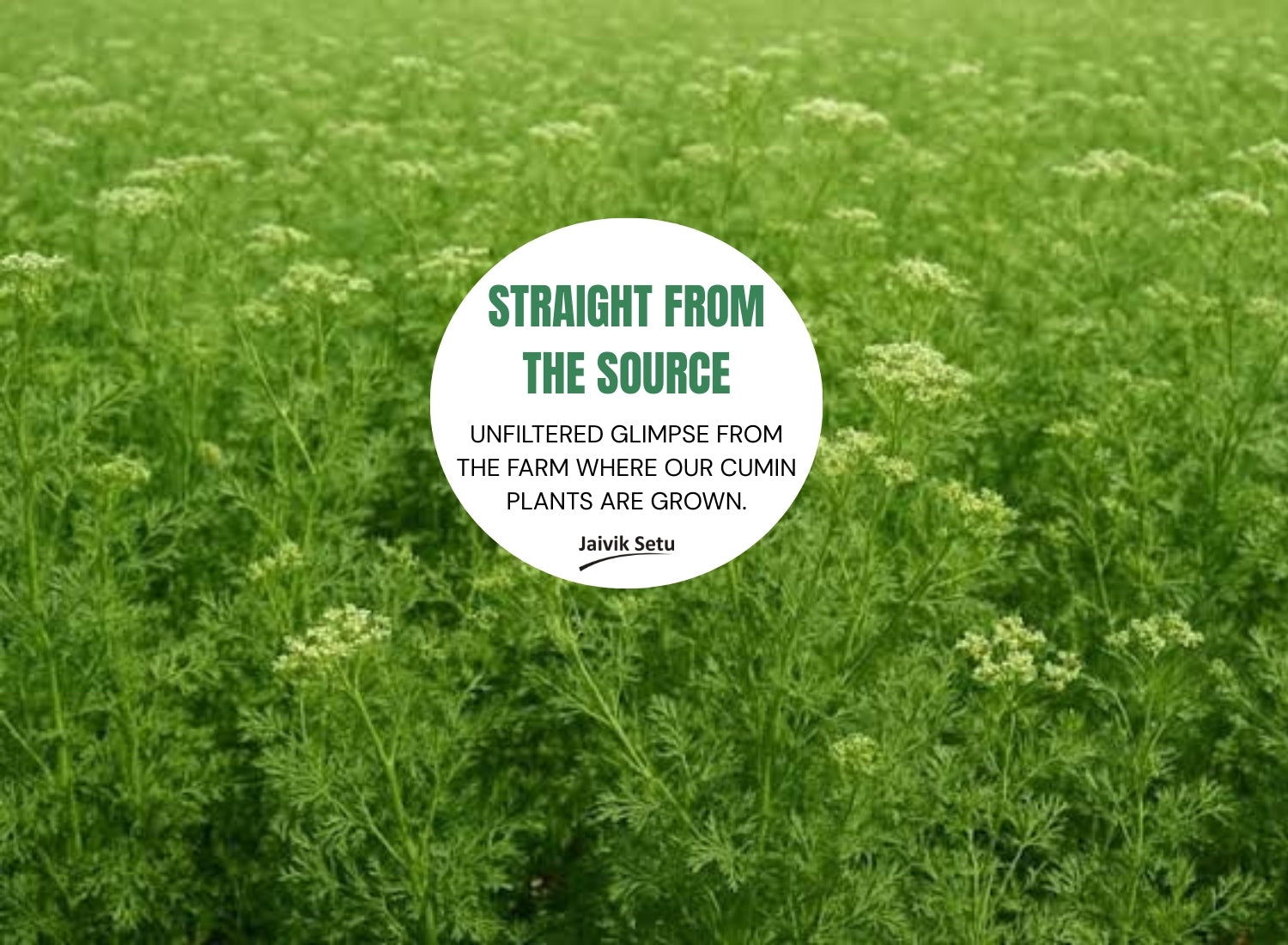 Cumin
