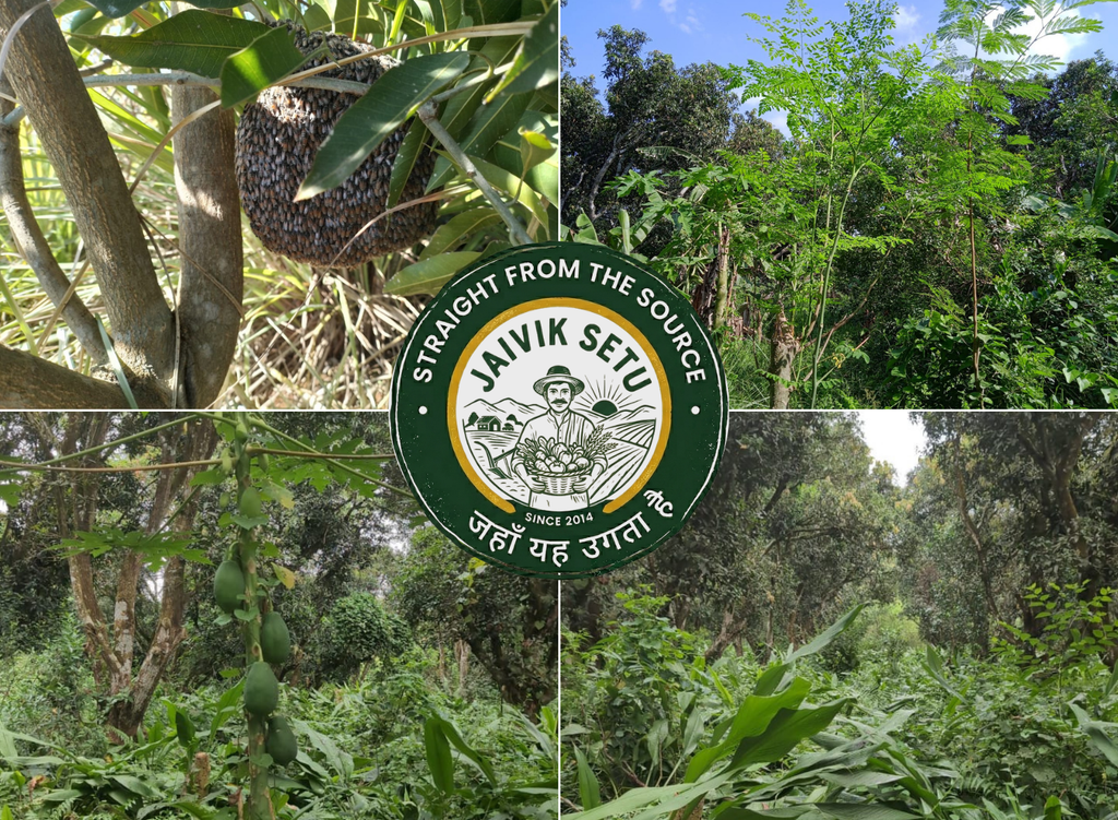 Raw Moringa Honey